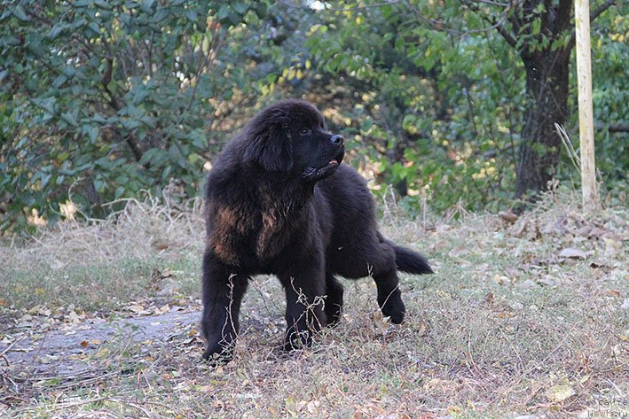 Фото: ньюфаундленд Ryeychl s Berega Dona (Рэйчл с Берега Дона)