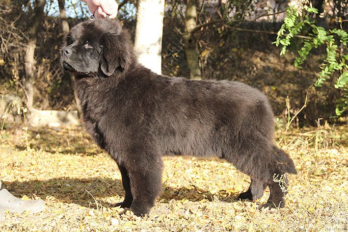 Фото: ньюфаундленд Ryeychl s Berega Dona (Рэйчл с Берега Дона)