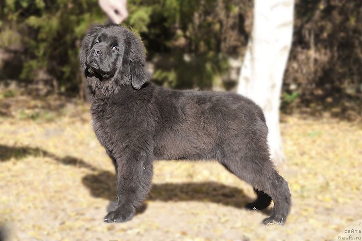 Фото: ньюфаундленд Ryessi s Berega Dona (Рэсси с Берега Дона)