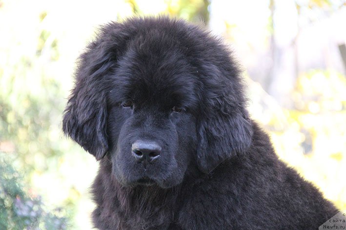 Фото: ньюфаундленд Ryessi s Berega Dona (Рэсси с Берега Дона)