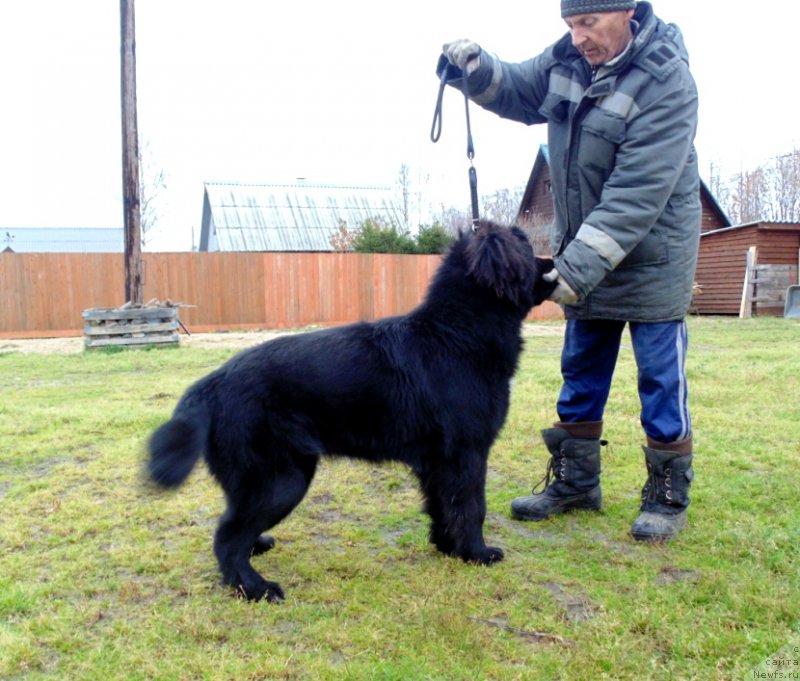 Фото: ньюфаундленд Gosudaryinya Rusi ot Karel'skih Medvedey (Государыня Руси от Карельских Медведей)