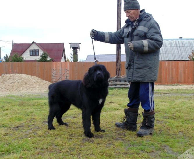 Фото: ньюфаундленд Gosudaryinya Rusi ot Karel'skih Medvedey (Государыня Руси от Карельских Медведей)