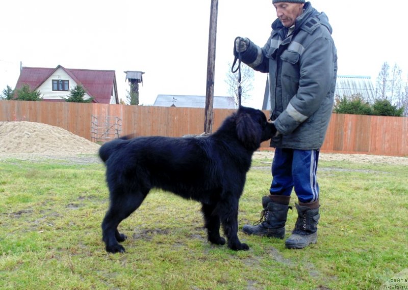 Фото: ньюфаундленд Gosudaryinya Rusi ot Karel'skih Medvedey (Государыня Руси от Карельских Медведей)