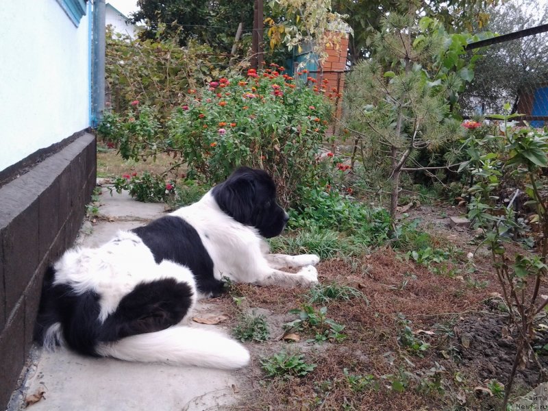 Фото: ньюфаундленд Dar Bogov from Rashn Bear (Дар Богов фром Рашн Беар)