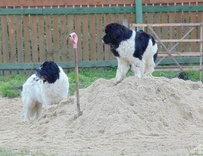 Фото: ньюфаундленд Baffi ot Karel'skih Medvedey (Баффи от Карельских Медведей)