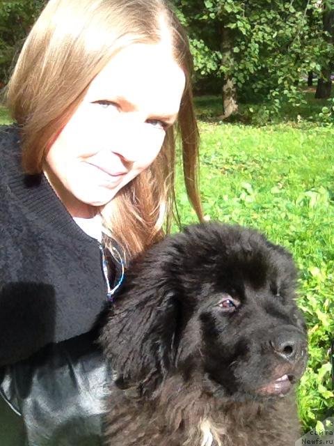 Фото: ньюфаундленд Baffi (Баффи)