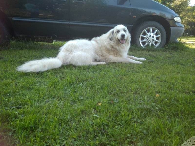 Фотография № 239767