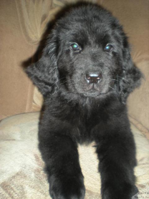 Фото: ньюфаундленд Byestdog Byetti (Бэстдог Бэтти)