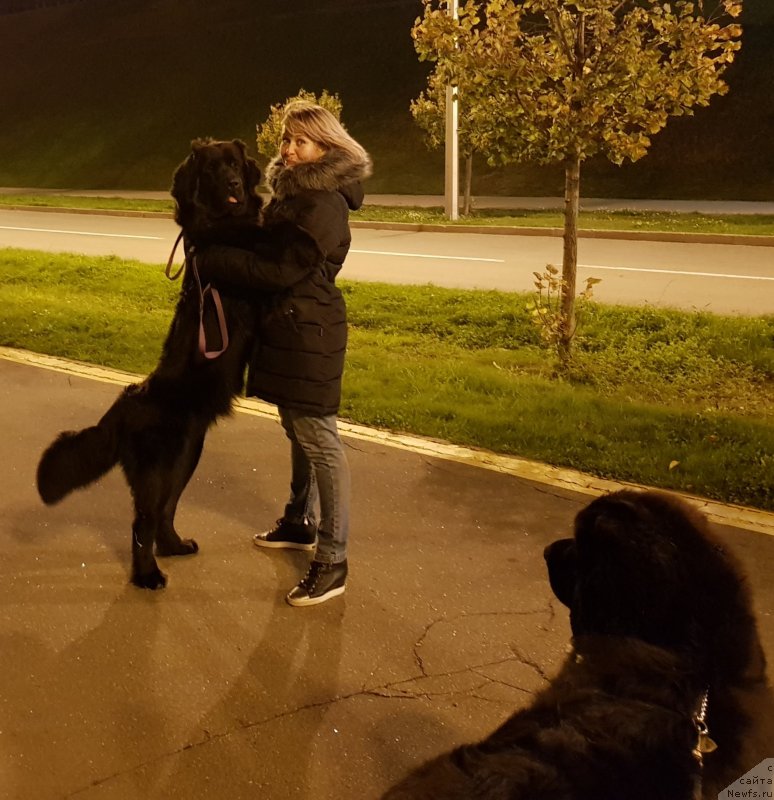 Фото: ньюфаундленд Laskoy Sogrevayuschaya Laika (Лаской Согревающая Лаика), Elena Kazanceva (Елена Казанцева)