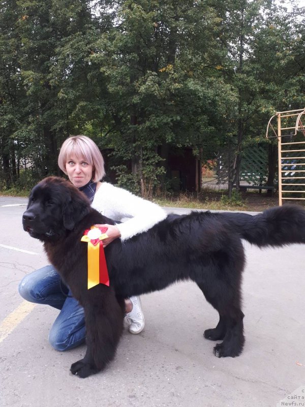 Фото: ньюфаундленд Laskoy Sogrevayuschaya Laika (Лаской Согревающая Лаика), Elena Kazanceva (Елена Казанцева)