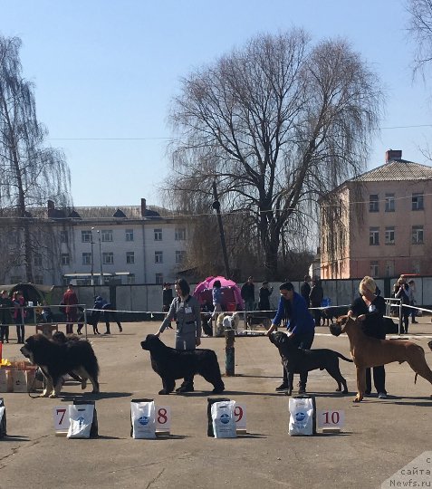 Фото: ньюфаундленд Moya Stikhiya Lamborghini (Моя Стихия Ламборджини)