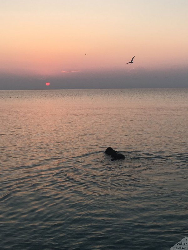 Фото: ньюфаундленд Moya Stikhiya Lamborghini (Моя Стихия Ламборджини)