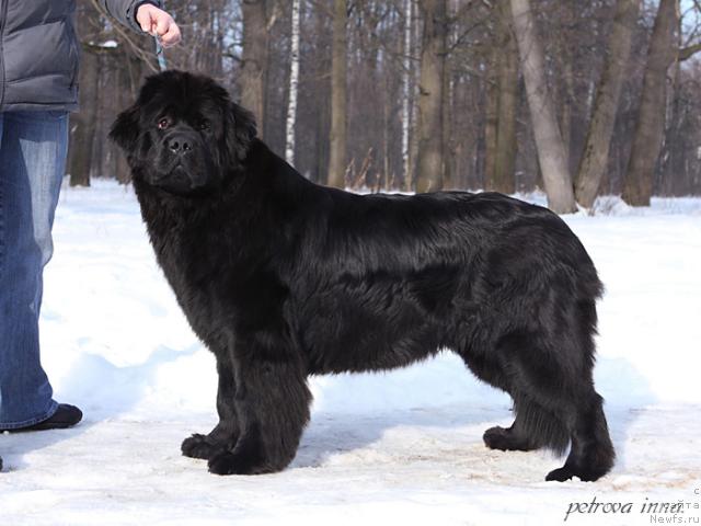 Фото: ньюфаундленд Potap Felicia (Потап Фелиция)