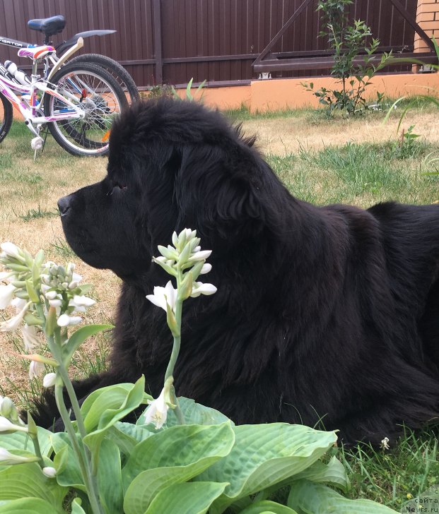 Фото: ньюфаундленд Moya Stikhiya Lamborghini (Моя Стихия Ламборджини)