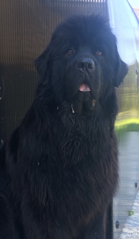 Фото: ньюфаундленд Moya Stikhiya Lamborghini (Моя Стихия Ламборджини)