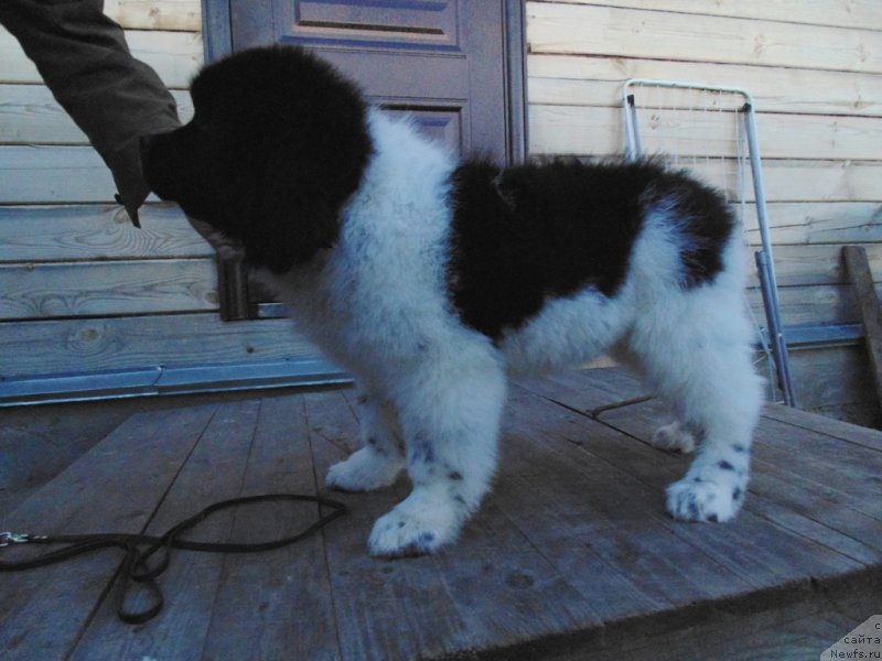 Фото: ньюфаундленд Jemchujina Onegi ot Karel'skih Medvedey (Жемчужина Онеги от Карельских Медведей)
