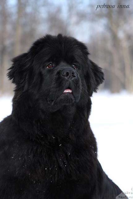 Фото: ньюфаундленд Potap Felicia (Потап Фелиция)