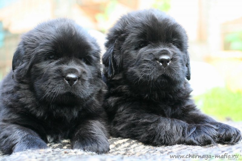 Фото: ньюфаундленд Chernaya Mafia Goddess Can Do Anything (Черная Мафия Годдесс Кан До Анутхинг), ньюфаундленд Chernaya Mafia Game On (Черная Мафия Гаме Он)