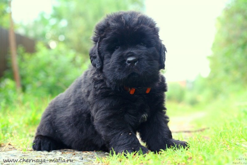 Фото: ньюфаундленд Chernaya Mafia Game On (Черная Мафия Гаме Он)