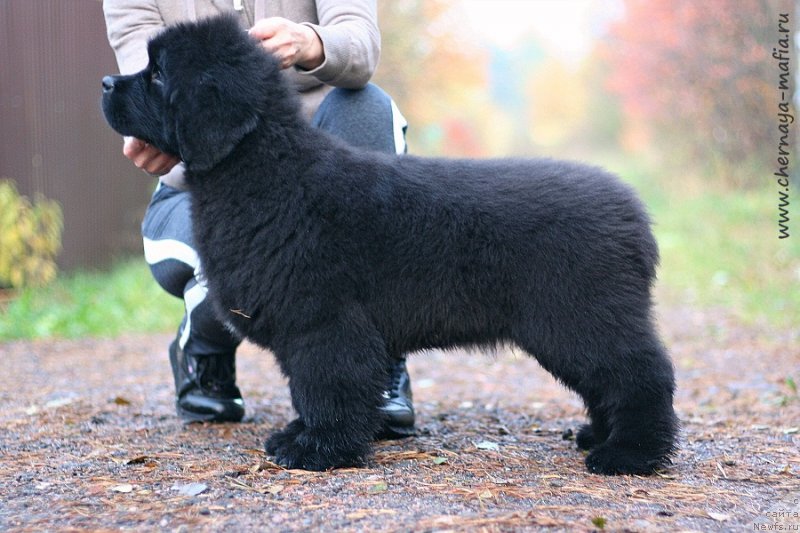 Фотография № 239847