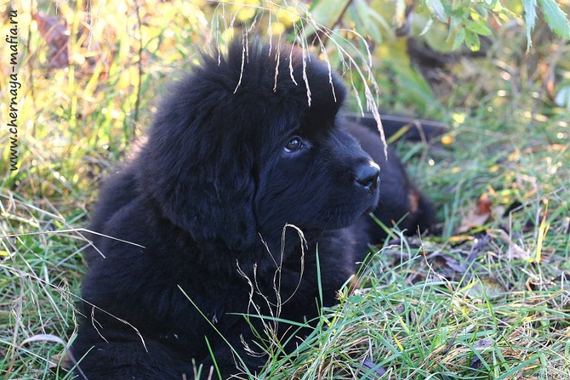 Фото: ньюфаундленд Chernaya Mafia Goddess Can Do Anything (Черная Мафия Годдесс Кан До Анутхинг)