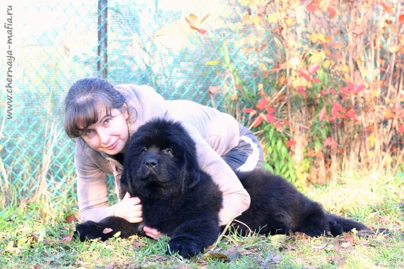 Фото: YUliya Naumova (Юлия Наумова), ньюфаундленд Chernaya Mafia Game On (Черная Мафия Гаме Он)
