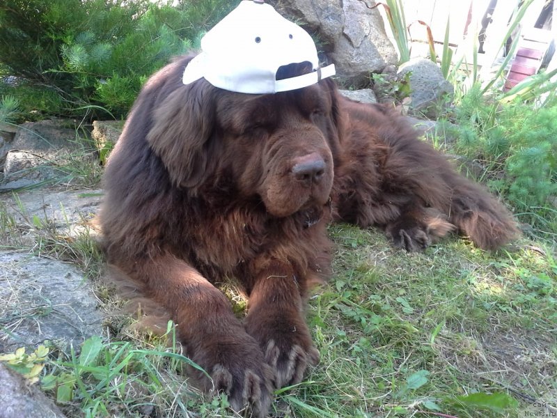 Фото: ньюфаундленд Nyesh Sollar Vind (Нэш Соллар Винд)