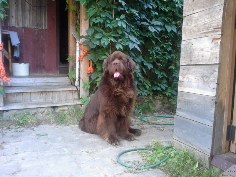 Фото: ньюфаундленд Nyesh Sollar Vind (Нэш Соллар Винд)