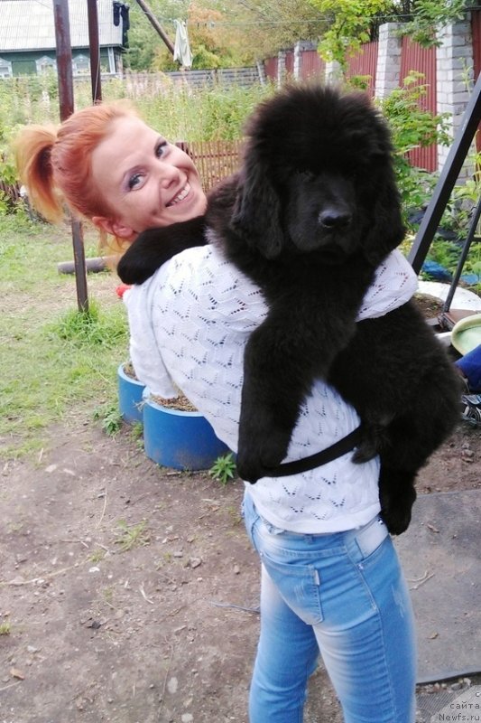 Фото: ньюфаундленд Chernaya Mafia Vitamin For Happy Life (Черная Мафия Витамин фор Хаппу Лифе)