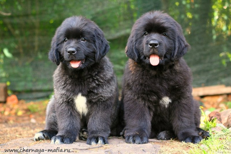 Фото: ньюфаундленд Chernaya Mafia Vital Energy (Черная Мафия Витал Енергу), ньюфаундленд Chernaya Mafia Vitamin For Happy Life (Черная Мафия Витамин фор Хаппу Лифе)