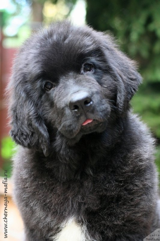 Фото: ньюфаундленд Chernaya Mafia Vital Energy (Черная Мафия Витал Енергу)