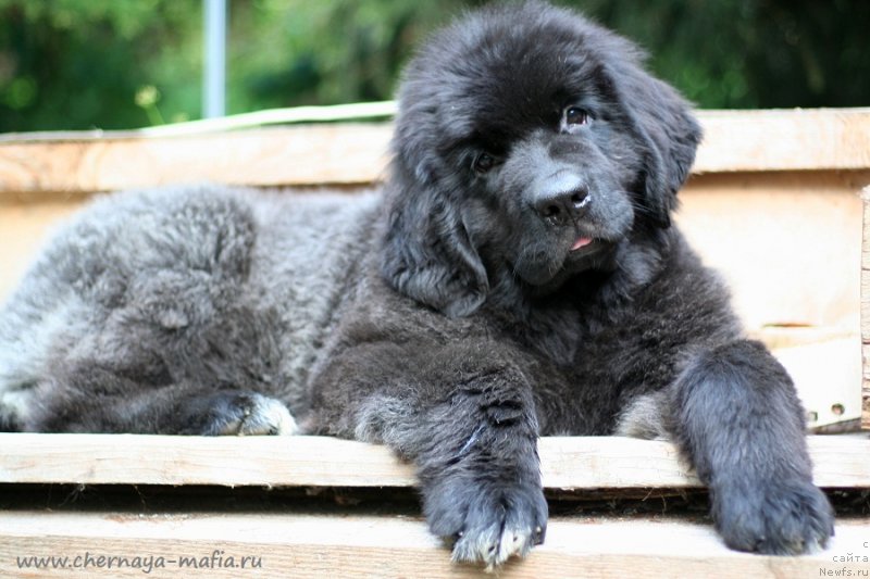 Фото: ньюфаундленд Chernaya Mafia Vital Energy (Черная Мафия Витал Енергу)