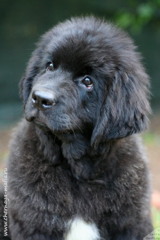 Фото: ньюфаундленд Chernaya Mafia Vital Energy (Черная Мафия Витал Енергу)