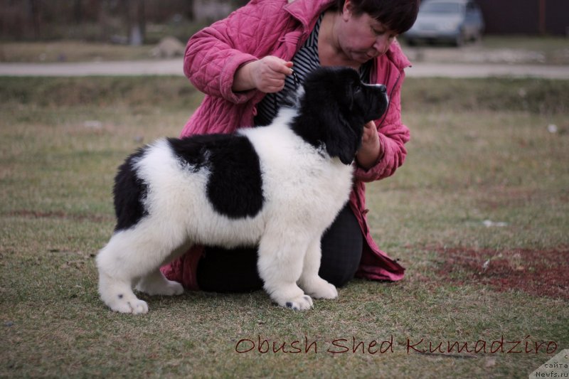 Фото: ньюфаундленд Obush Shed Kumadziro (Обуш Шед Кумаджиро)
