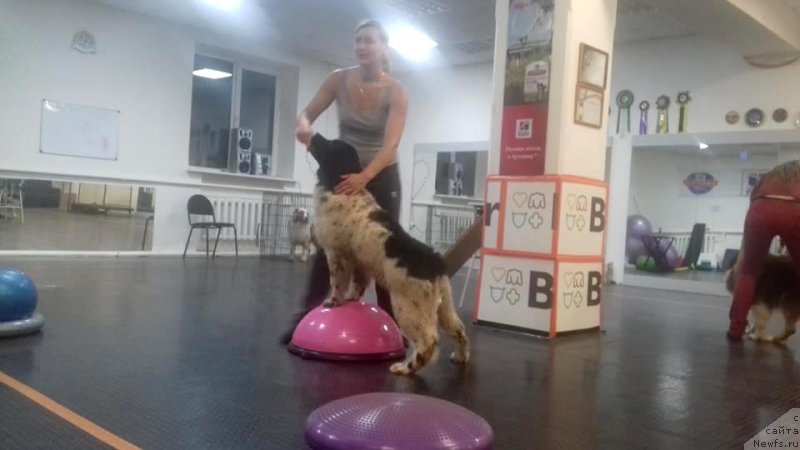 Фото: ньюфаундленд Euzhiyarvi ot Karelskikh Medvedey (Еужиярви от Карельских Медведей)