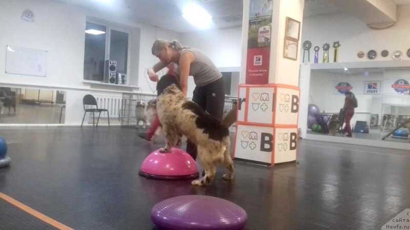 Фото: ньюфаундленд Euzhiyarvi ot Karelskikh Medvedey (Еужиярви от Карельских Медведей)