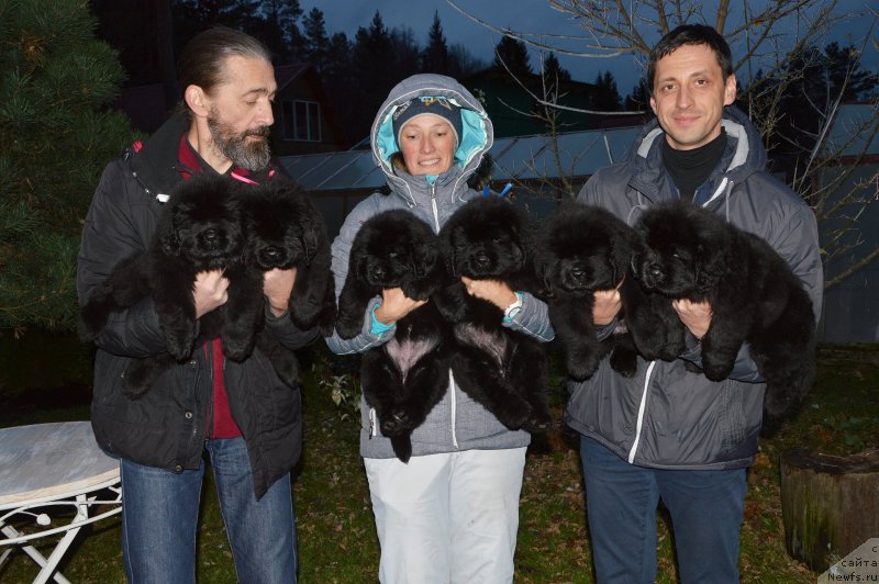 Фото: ньюфаундленд I Follow The Sun de L'Etoile de Cyrice, ньюфаундленд Love Inside Your Soul Moon Bear (Love Inside Your Soul Moon Bear)