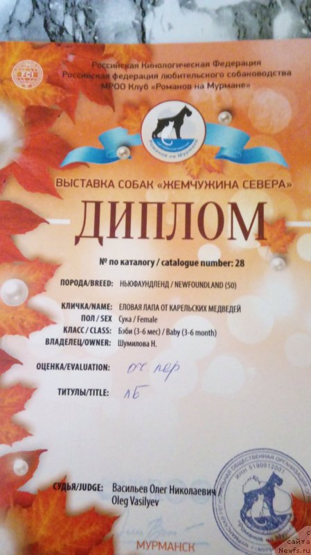 Фото: ньюфаундленд Elovaya Lapa ot Karel'skih Medvedey (Еловая Лапа от Карельских Медведей)