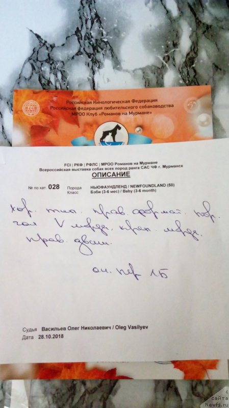 Фото: ньюфаундленд Elovaya Lapa ot Karel'skih Medvedey (Еловая Лапа от Карельских Медведей)