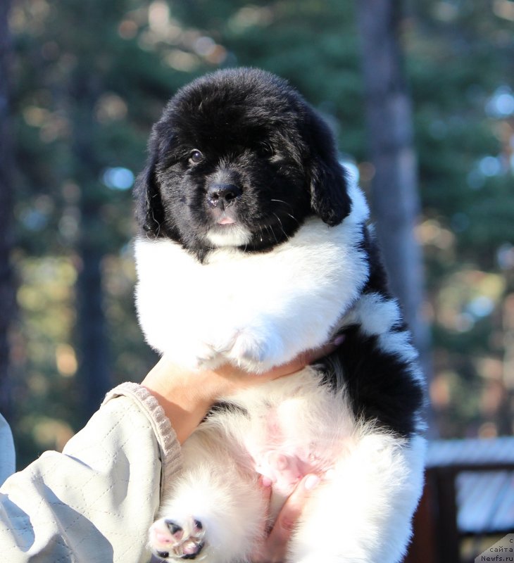 Фотография № 239938