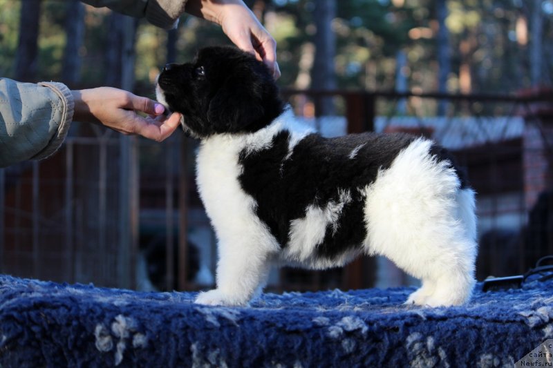 Фото: ньюфаундленд Super Premium Bradenburg (Супер Премиум Браденбург)