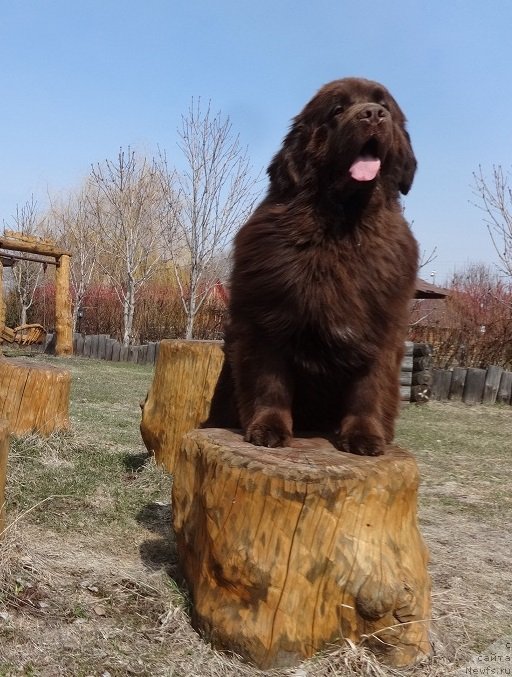 Фото: ньюфаундленд Funnewf Avalon (Фанньюф Авалон)