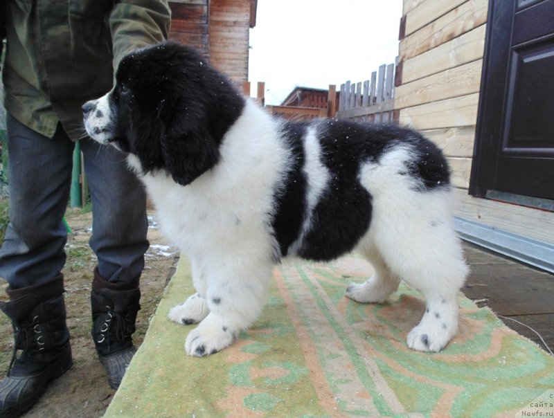 Фото: ньюфаундленд Jeneva ot Karel'skih Medvedey (Женева от Карельских Медведей)