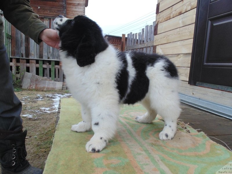 Фото: ньюфаундленд Jeneva ot Karel'skih Medvedey (Женева от Карельских Медведей)