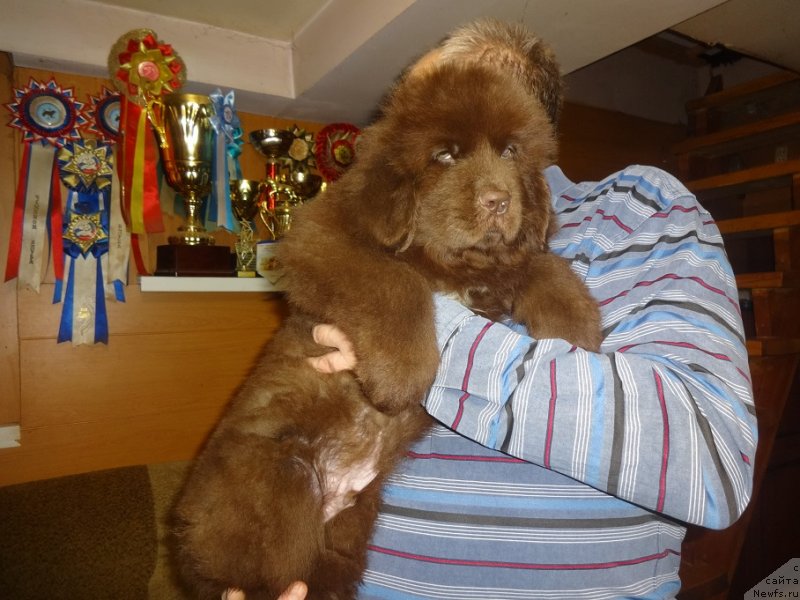 Фото: ньюфаундленд Funnewf Avalon (Фанньюф Авалон)