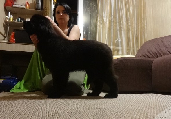 Фото: дочь, ньюфаундленд N'yufort Uitni Tradiciya Legendyi (Ньюфорт Уитни Традиция Легенды)