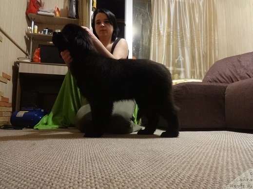 Фото: ньюфаундленд N'yufort Princess Rouz Veyn (Ньюфорт Принцесс Роуз Вейн)