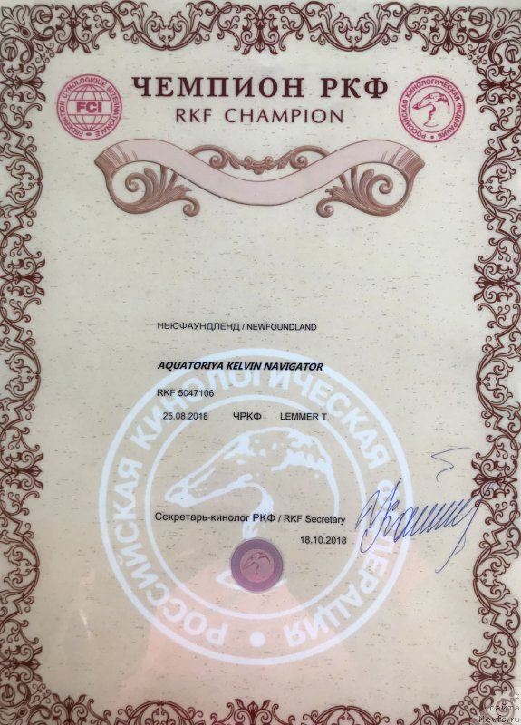 Фото: ньюфаундленд Aquatoriya Kelvin Navigator (Акватория Келвин Навигатор)