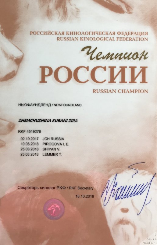 Фото: ньюфаундленд Zhemchuzhina Kubani Zira (Жемчужина Кубани Зира)