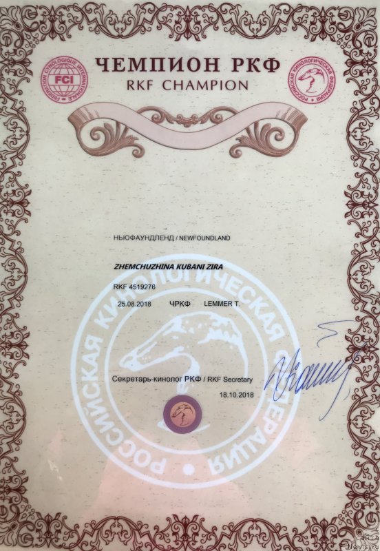 Фото: ньюфаундленд Zhemchuzhina Kubani Zira (Жемчужина Кубани Зира)